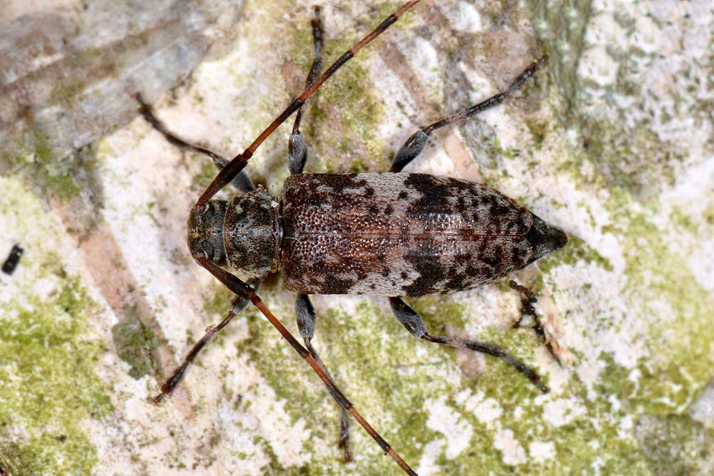 Leiopus nebulosus, Cerambycidae